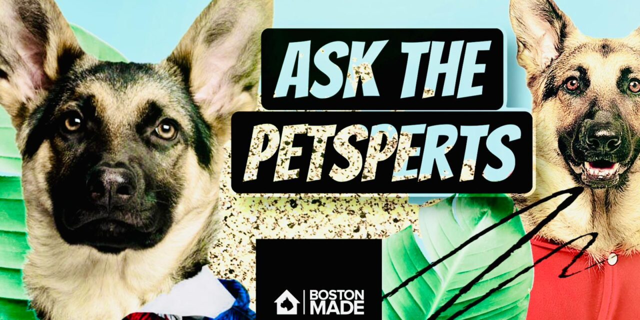 Ask The Petsperts