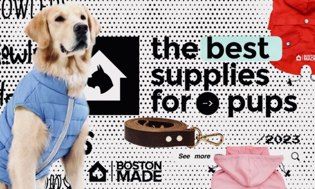 Boston Made Pets By Pupwear: The Best Supplies For Pups